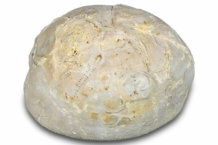 Cretaceous Sea Urchin (Holaster) Fossil - Texas #286478